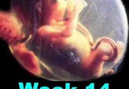 Fetal Development Week 14 (Pregnancy Health Guru)