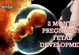 Fetal development: Month-By-Month Stages of Pregnancy